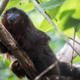 South America’s titi monkey (pictured) is a close relative of the extinct Xenothrix monkey, new research suggests.